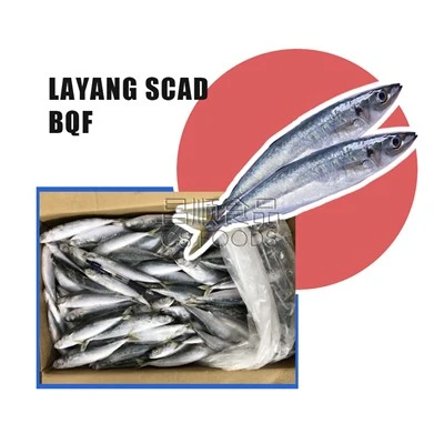 BQF Layang Scad